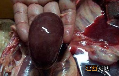 羊肠毒血症怎样预防 羊肠毒血症的防治方法