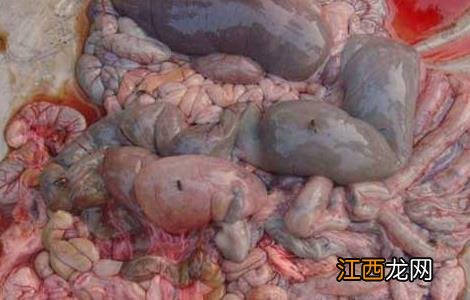 羊肠毒血症怎样预防 羊肠毒血症的防治方法