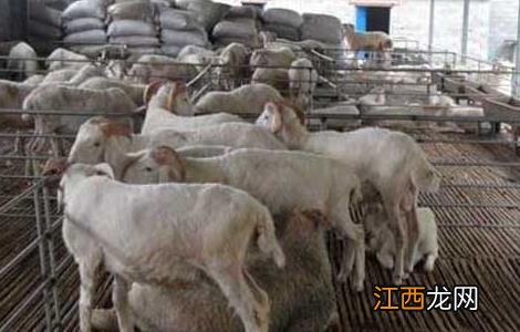 羊肠毒血症怎样预防 羊肠毒血症的防治方法