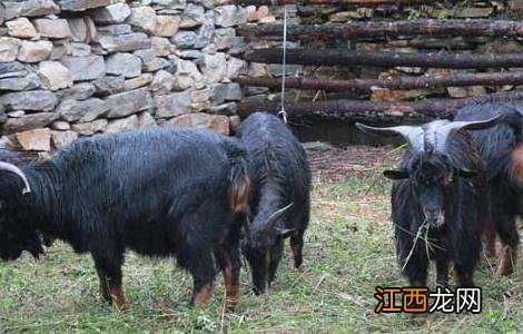 黑山羊饲养管理技术 黑山羊种公羊管理技术