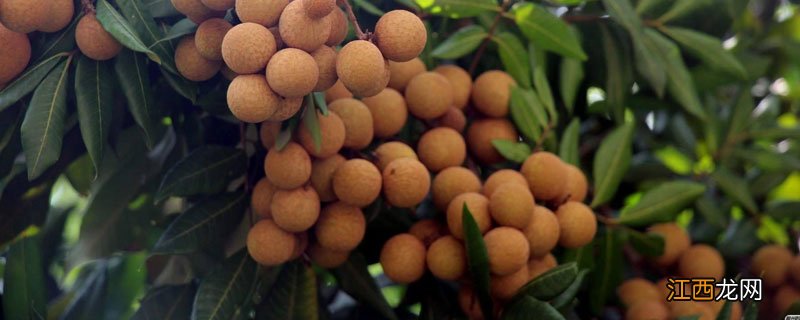 龙眼从发芽到结果要多久 龙眼怎么会发芽