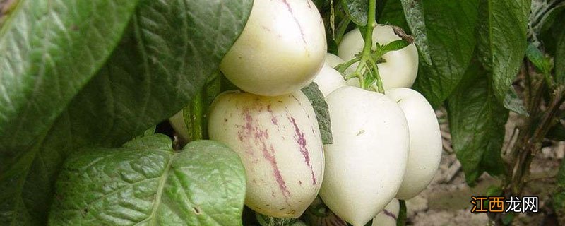 人参果苗怎么种植技术 人参果苗怎么培育