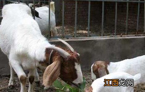 波尔山羊代系由来 波尔山羊代系由来和历史