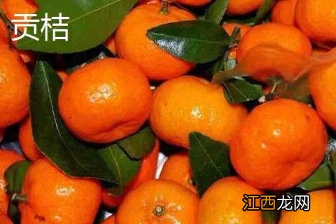 沙糖桔与贡桔的区别 沙糖桔和贡桔的区别