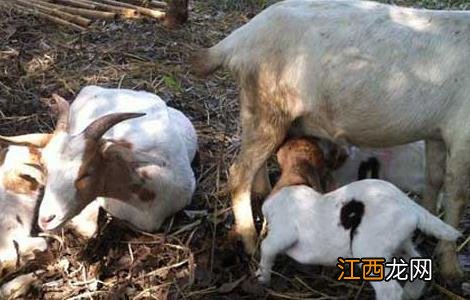 羊各种病的症状及治疗 羊发情障碍防治方法