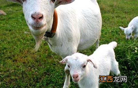 夏季养羊需要注意什么 夏季养羊要做好八点