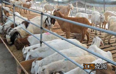 夏季养羊需要注意什么 夏季养羊要做好八点