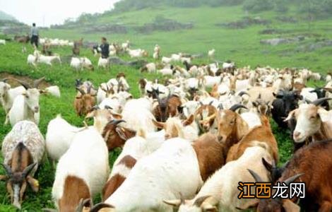 夏季养羊需要注意什么 夏季养羊要做好八点