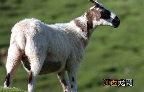 夏季养羊需要注意什么 夏季养羊要做好八点