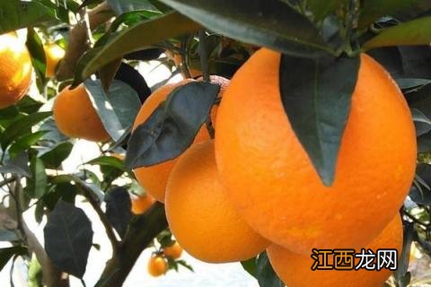 脐橙有哪些品种 脐橙有哪几种品种