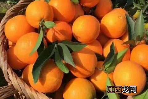 脐橙有哪些品种 脐橙有哪几种品种