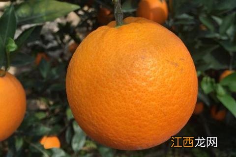 脐橙有哪些品种 脐橙有哪几种品种