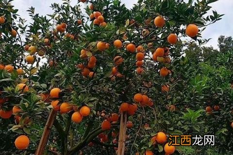 脐橙有哪些品种 脐橙有哪几种品种