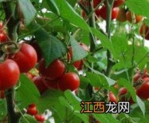 家养番茄种植技巧 番茄如何养殖