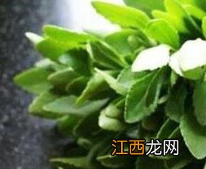 救心菜如何种 救心菜如何种植