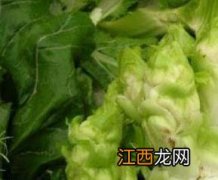 抱子芥的功效与禁忌 抱子芥的功效与作用