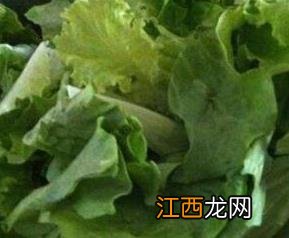 奶油生菜的功效与作用图片 奶油生菜的功效与作用