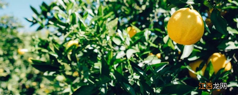 柠檬冬季管理方法 柠檬夏季管理