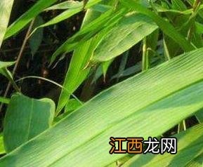 小时候我们包粽子的叶子叫什么 包粽子的叶子叫什么