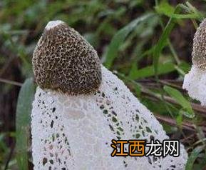 竹荪怎样种植 竹荪怎样种植防止害虫