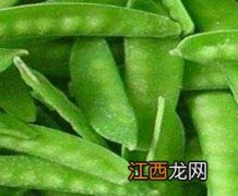 扁豆和荷兰豆的区别 扁豆和荷兰豆的区别扁豆子