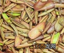 新鲜莼菜怎么清洗 新鲜的莼菜怎么洗