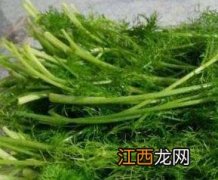 茴香的功效与作用图片 茴香的功效与作用