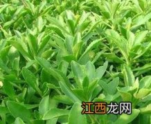 救心菜是什么菜图片大全 救心菜是什么菜