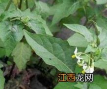 吃野白花菜有什么好处和功效 吃野白花菜有什么好处