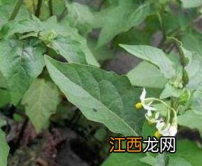 吃野白花菜有什么好处和功效 吃野白花菜有什么好处