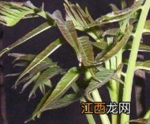 吃香春芽的好处和坏处有哪些 吃香春芽的好处和坏处有哪些呢