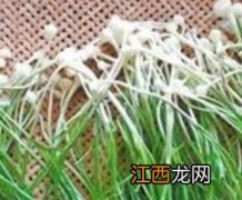 野葱的功效与作用及药用价值图片 野葱的功效与作用及药用价值