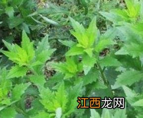 青青菜怎么吃不扎嘴 青青菜怎么吃