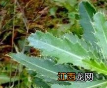 七七芽的作用与功效? 七七芽的功效与作用