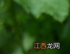 小蓟的功效与作用与主治与用量 小蓟的功效与作用