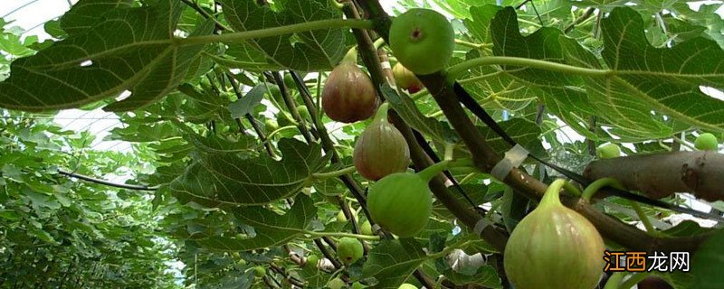 冬季盆栽无花果的管理 无花果盆栽冬季养护