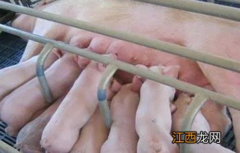 母猪屡配不孕是怎么回事 母猪屡配不孕是什么原因