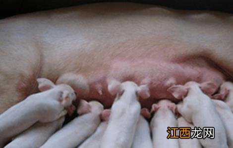 母猪屡配不孕是怎么回事 母猪屡配不孕是什么原因