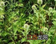 刺菊是什么样子的 棉刺头菊的功效与作用