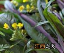 花叶苔菜的营养价值 菜苔花有什么营养价值