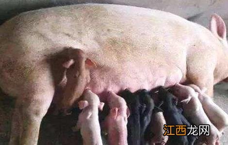 母猪在哺乳期能驱虫吗 母猪在哺乳期能驱虫吗