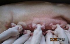 母猪在哺乳期能驱虫吗 母猪在哺乳期能驱虫吗