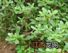 马齿苋的作用与功效与副作用 马齿苋的副作用有哪些