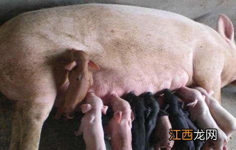 种猪引种需要注意什么 种猪引种需要注意什么事项