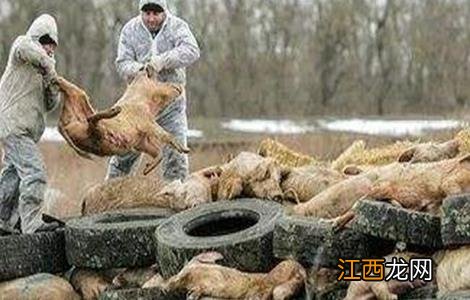 非洲猪瘟传染人吗瘟对人影响 非洲猪瘟传染人吗