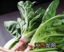 矮菠菜图片 矮脚菠菜图片