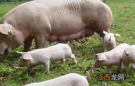 如何提高母猪的繁殖性能 提高母猪繁殖性能的措施