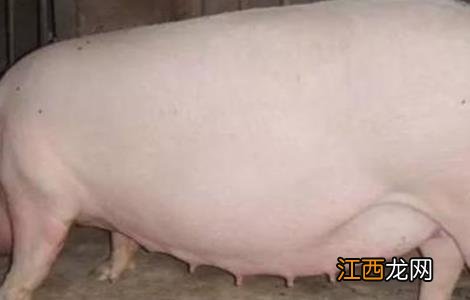 如何提高母猪的繁殖性能 提高母猪繁殖性能的措施
