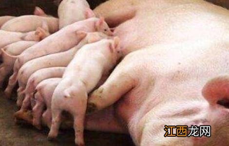 母猪滑胎的预防措施 母猪滑胎是什么原因