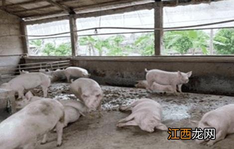 母猪滑胎的预防措施 母猪滑胎是什么原因